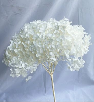 Bom preço. Anna Hortênsia Flor Preservada Flor Seca Hortênsia Artificial Decoração de Casa Material de Artesanato DIY Atacado Hortênsia Única on-line