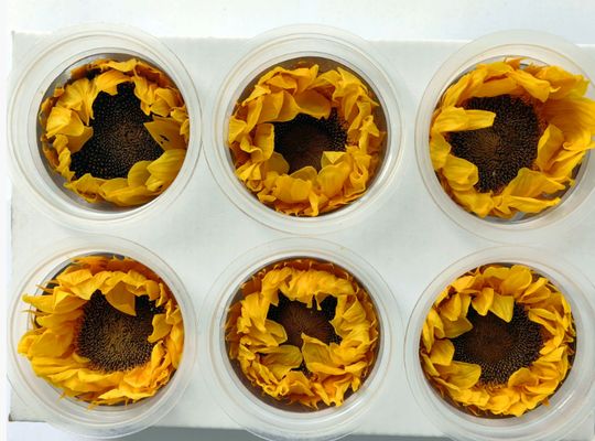 Bom preço. Girassol Eterno Flor Eterna Caixa de Presente Girassol Cúpula de Vidro Buquê Materiais de Flores Flores Preservadas Girassol Atacado on-line